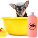 Best flea shampoo for dogs