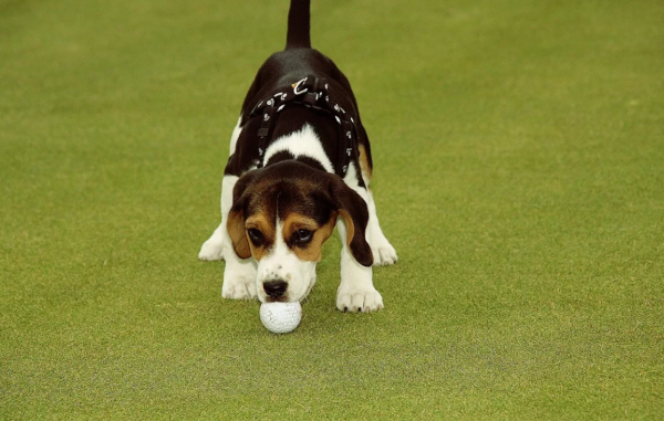 81-best-golf-dog-names-2024-we-love-doodles