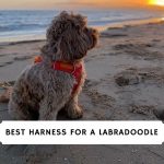 Best Harness for a Labradoodle