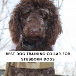 Best dog training Collar for Stubborn Dogs