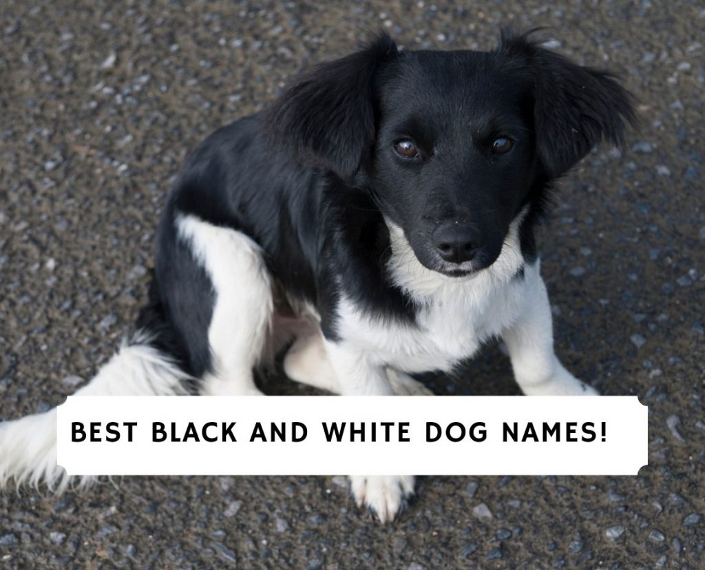 42-best-black-and-white-dog-names-2022-we-love-doodles-riset