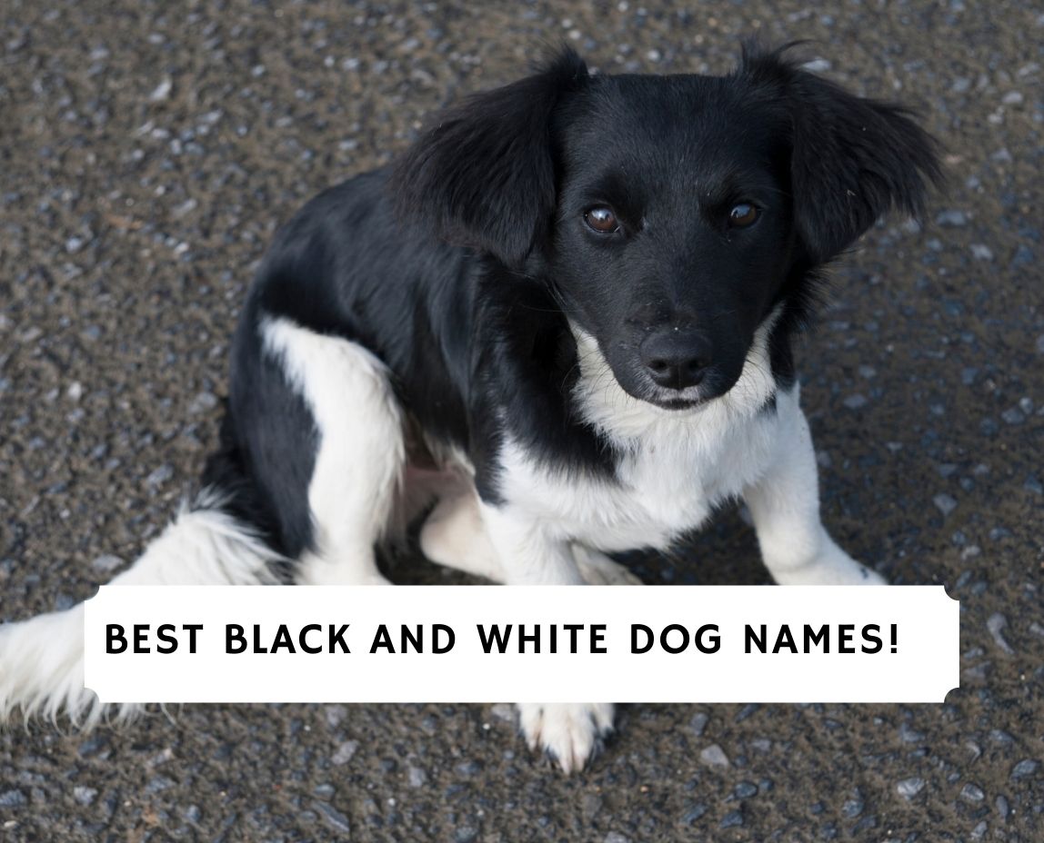 a good name for a white male dog