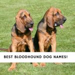 Bloodhound Dog Names