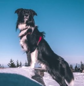 5 Best Border Collie Breeders In Ohio 2021 We Love Doodles