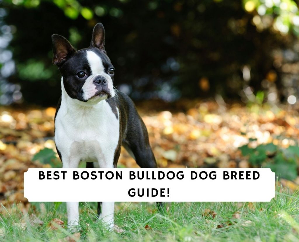 are boston terriers a bully breed