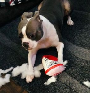 Boston Bulldog Grooming