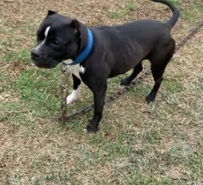 Boston Bulldog Temperament & Personality
