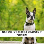 Boston Terrier Breeders in Florida