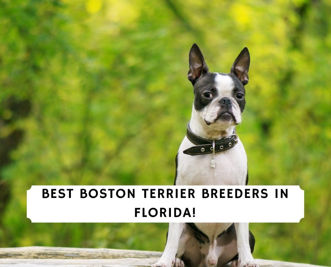 are boston terriers dangerous