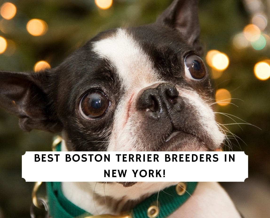 are boston terrier aggressive