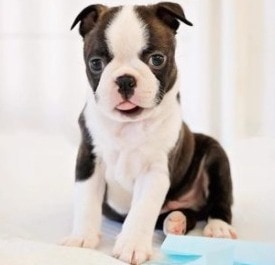 8 Best Boston Terrier Breeders in Illinois! (2023) - We Love Doodles