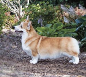 4 Best Corgi Breeders In Illinois 2021 We Love Doodles