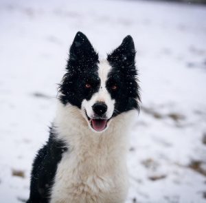 Butterfield Farms Border Collies