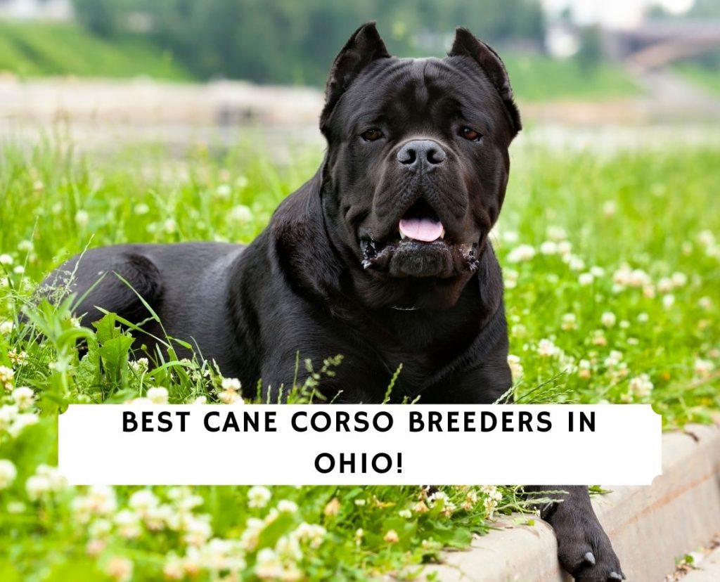 Cane Corso - Puppies for sale 