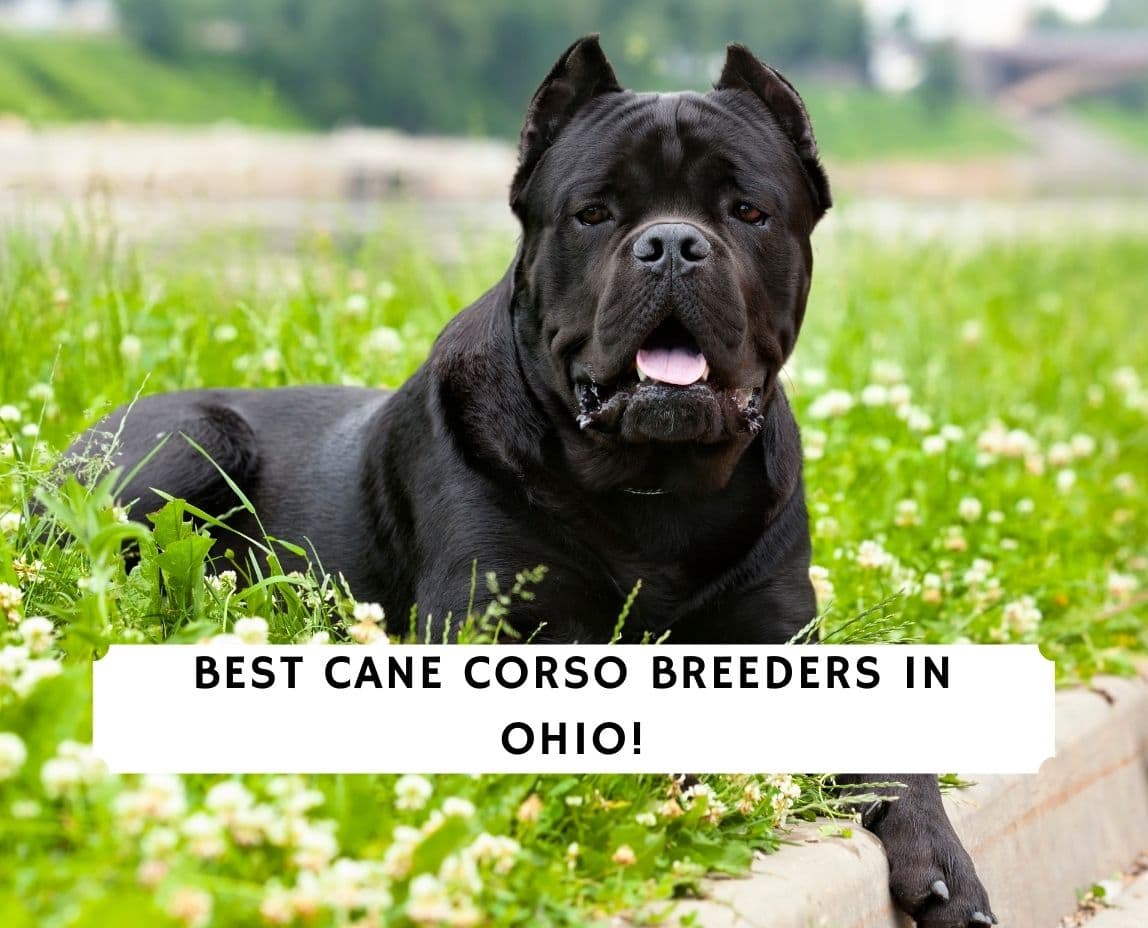 what are cane corso puppies