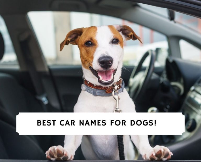 50 Best Car Names for Dogs! (2024) We Love Doodles