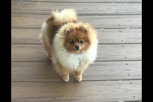 underkjole værtinde september 5 Best Pomeranian Breeders in Pennsylvania! (2022) - We Love Doodles