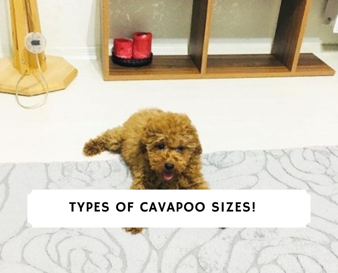 Cavapoo Sizes Guide Teacup, Toy, Miniature, or Standard! (2023) We