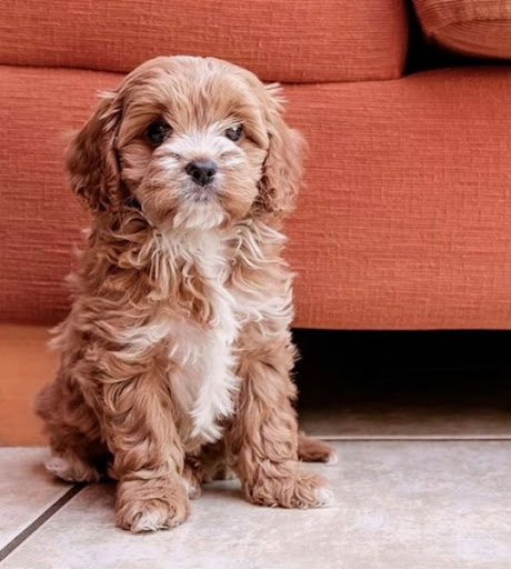 cavapoo toy size