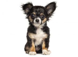 miniature long haired chihuahua for sale near me