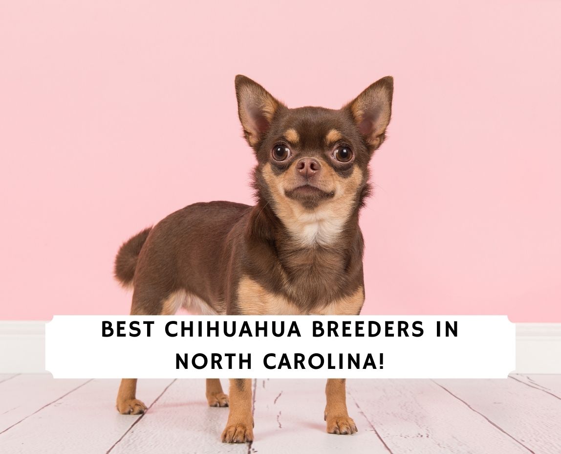 Citaat monster Doe een poging 6 Best Chihuahua Breeders in North Carolina! (2023) - We Love Doodles