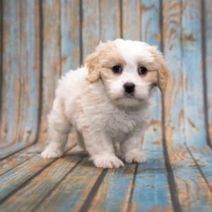 tea cup cavoodle