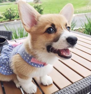 Getting to know the Pembroke Welsh Corgi - Corgis I Texas Corgi Breeder I  Harman Corgis