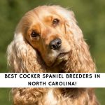 Cocker Spaniel Breeders in North Carolina