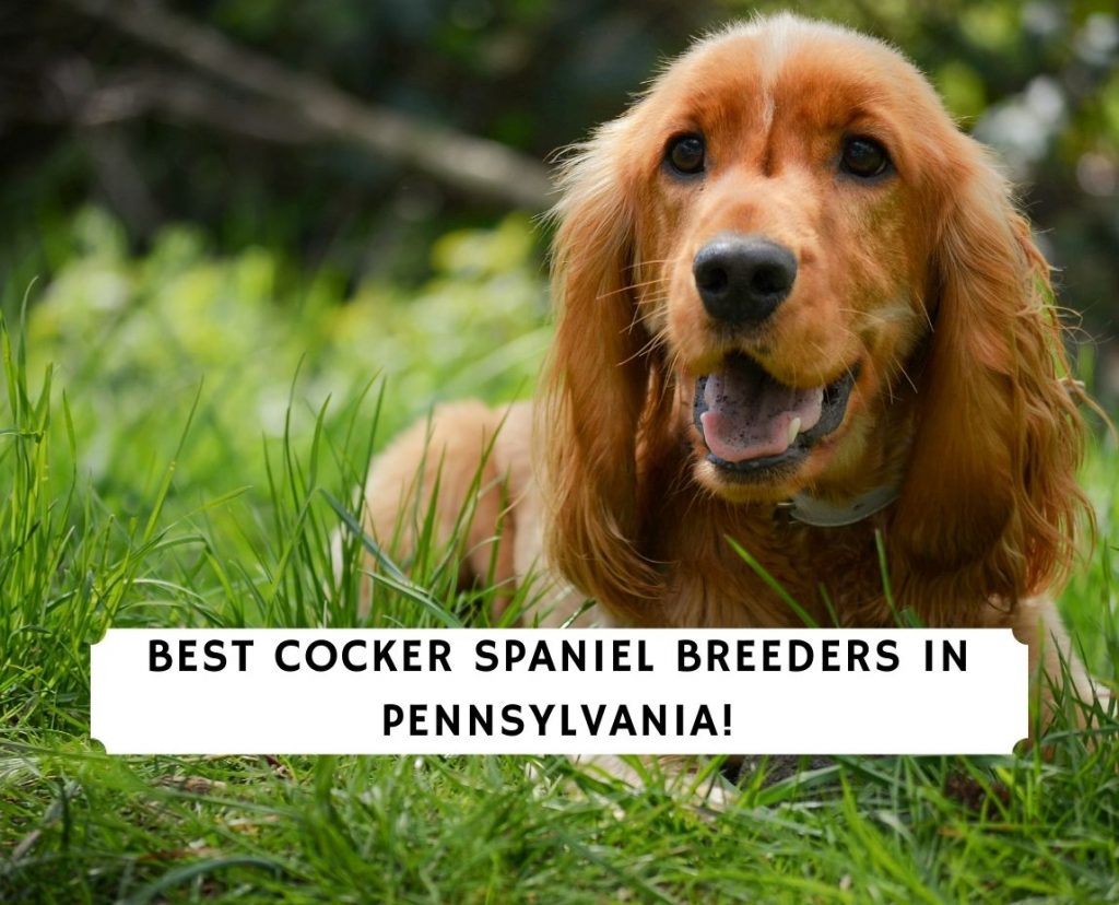 Cocker Spaniel Breeders in Pennsylvania