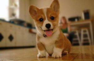 4 Best Corgi Breeders in Illinois! (2021) We Love Doodles