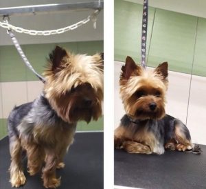  omkostninger ved en Yorkshire Terrier