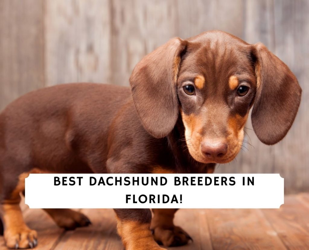 miniature dachshund breeders near me