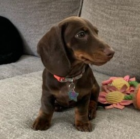 Dachshund Puppy Red ID:8369 Located at Petland Dayton, Ohio