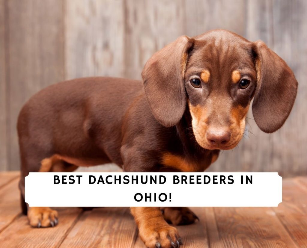 5 Best Dachshund Breeders in Ohio! (2024) We Love Doodles