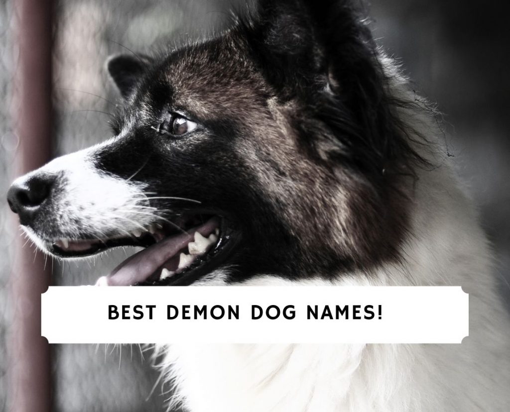 30-best-demon-dog-names-2024-we-love-doodles