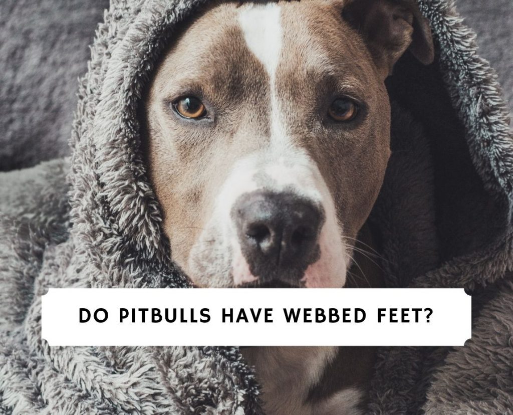 Pitbull best sale webbed feet