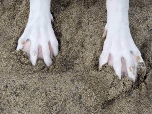 Pitbull with webbed store feet