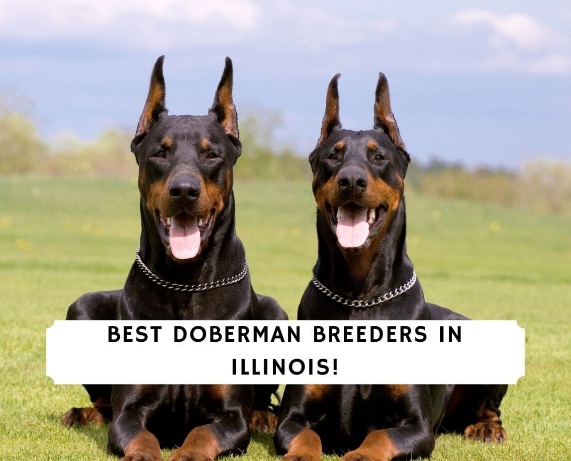 4 Best Doberman Breeders In Illinois 2022 We Love Doodles