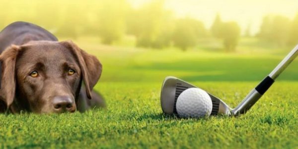 81 Best Golf Dog Names!