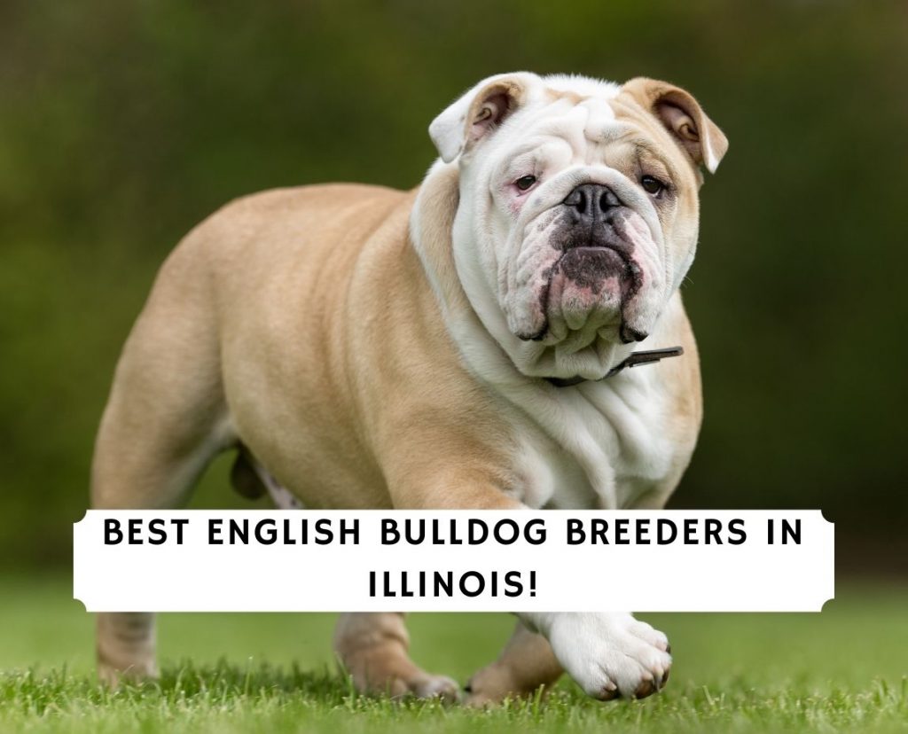 4 Best English Bulldog Breeders in Illinois! (2022) - We Doodles