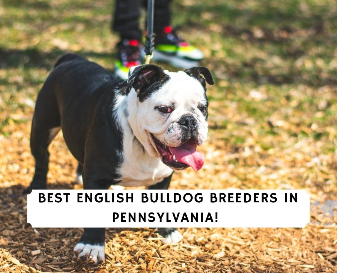 29 Best Photos Bulldog Rescue Pittsburgh Pa - Pittsburgh Pa Bulldog Meet Daphne2 A Pet For Adoption