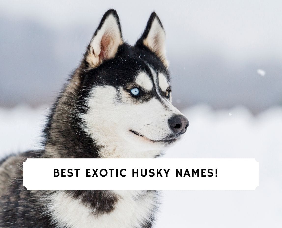 are female or male huskies better