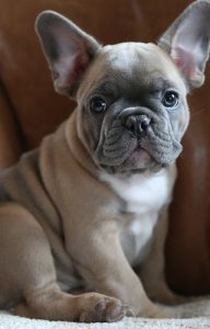 Best French Bulldog Breeders In Ohio 2021 We Love Doodles