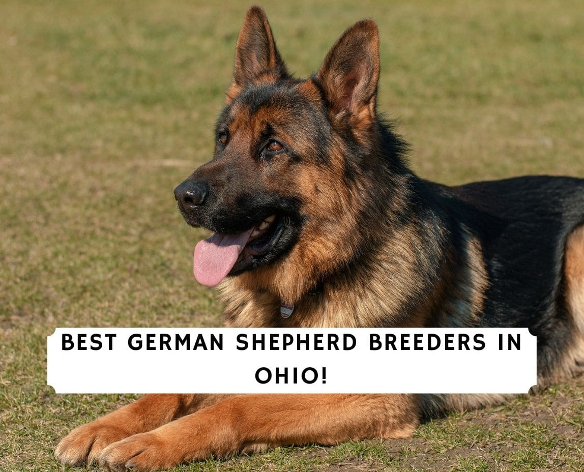 4 Best German Shepherd Breeders In Ohio 2021 We Love Doodles