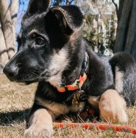 can dogs eat goji berries