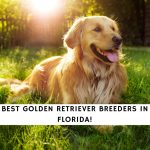 Golden Retriever Breeders in Florida