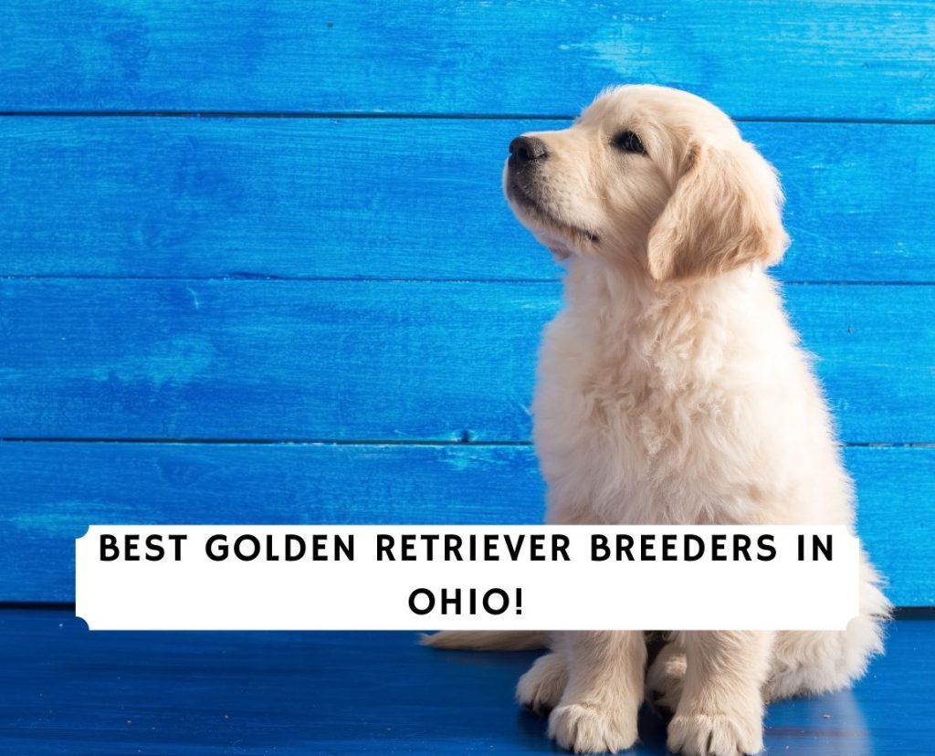 3 Best Golden Retriever Breeders In Ohio 2021 We Love Doodles