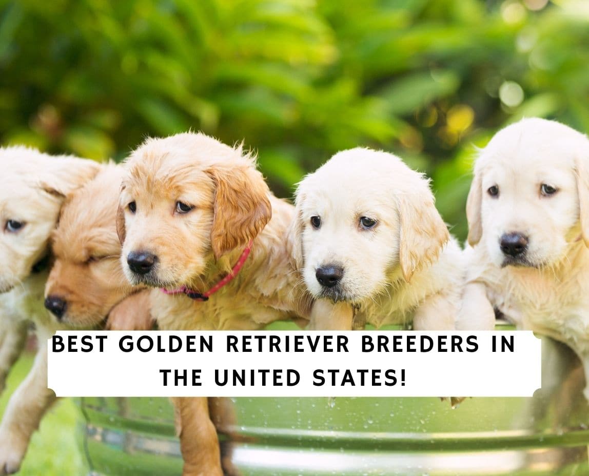 how to find a reputable golden retriever breeder