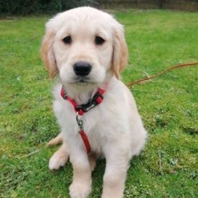 5 Best Golden Retriever Breeders In New York 2021 We Love Doodles