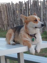 Getting to know the Pembroke Welsh Corgi - Corgis I Texas Corgi Breeder I  Harman Corgis